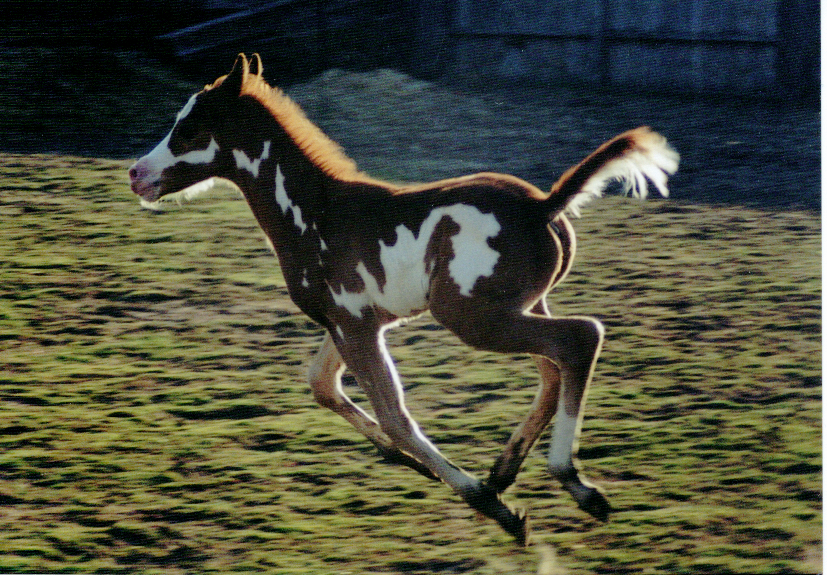 CCI00036