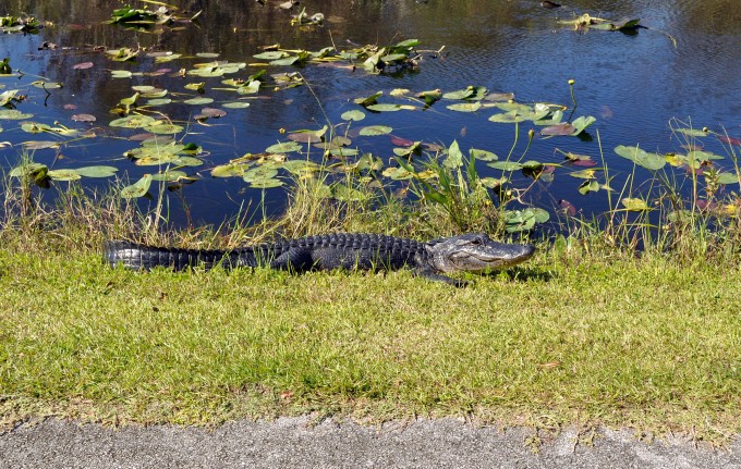 Alligators