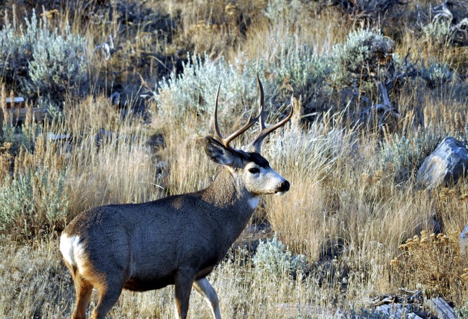 deer