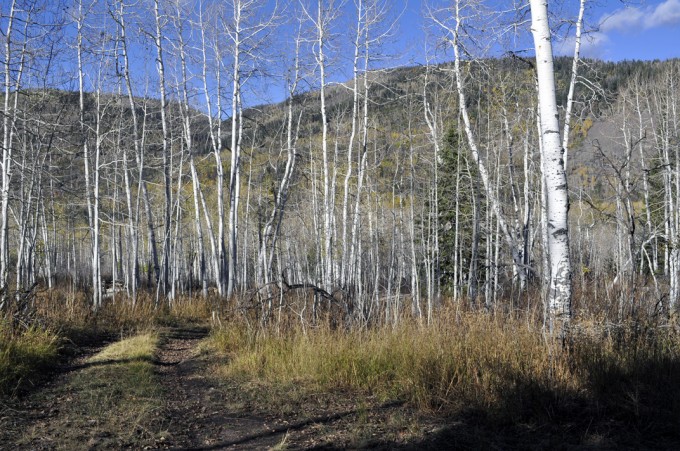 trees