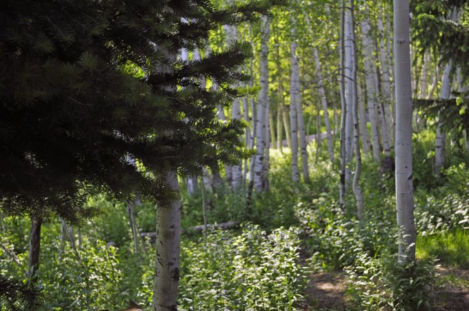 trees