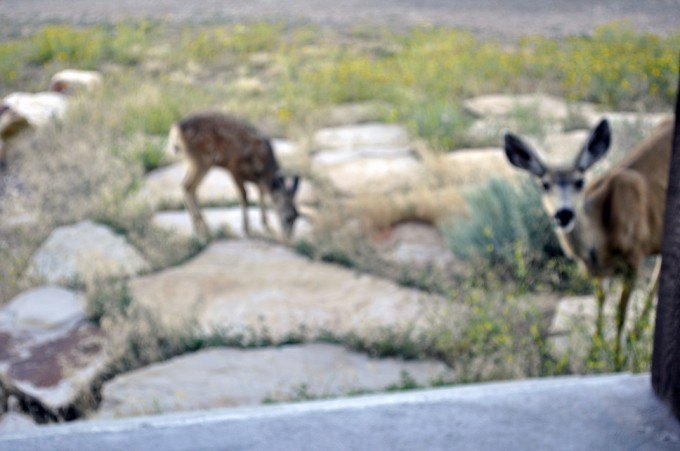 deer