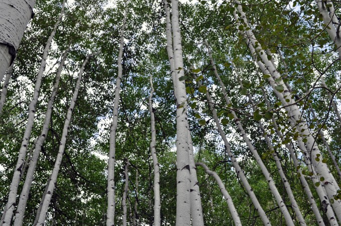aspen